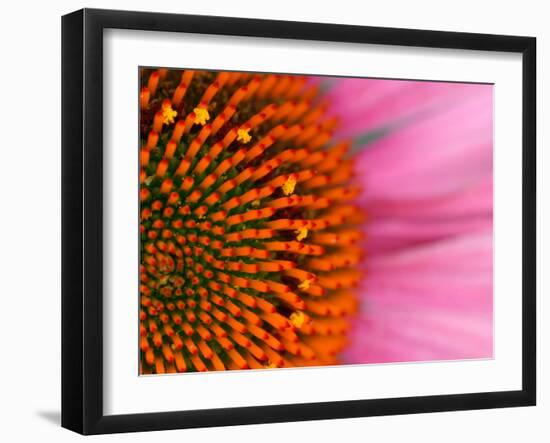 Close-up of a Cone Flower in the summertime, Sammamish, Washington-Darrell Gulin-Framed Premium Photographic Print