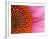 Close-up of a Cone Flower in the summertime, Sammamish, Washington-Darrell Gulin-Framed Photographic Print