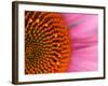 Close-up of a Cone Flower in the summertime, Sammamish, Washington-Darrell Gulin-Framed Photographic Print