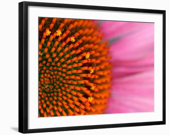Close-up of a Cone Flower in the summertime, Sammamish, Washington-Darrell Gulin-Framed Photographic Print
