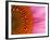 Close-up of a Cone Flower in the summertime, Sammamish, Washington-Darrell Gulin-Framed Photographic Print