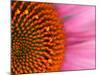 Close-up of a Cone Flower in the summertime, Sammamish, Washington-Darrell Gulin-Mounted Photographic Print