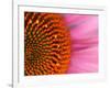 Close-up of a Cone Flower in the summertime, Sammamish, Washington-Darrell Gulin-Framed Photographic Print