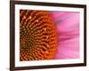 Close-up of a Cone Flower in the summertime, Sammamish, Washington-Darrell Gulin-Framed Photographic Print