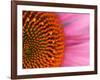 Close-up of a Cone Flower in the summertime, Sammamish, Washington-Darrell Gulin-Framed Photographic Print