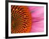 Close-up of a Cone Flower in the summertime, Sammamish, Washington-Darrell Gulin-Framed Photographic Print