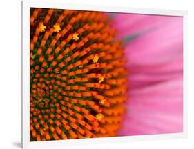 Close-up of a Cone Flower in the summertime, Sammamish, Washington-Darrell Gulin-Framed Photographic Print