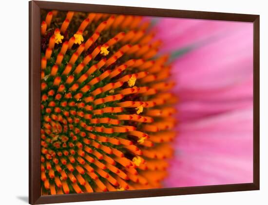 Close-up of a Cone Flower in the summertime, Sammamish, Washington-Darrell Gulin-Framed Photographic Print