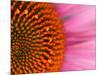 Close-up of a Cone Flower in the summertime, Sammamish, Washington-Darrell Gulin-Mounted Photographic Print