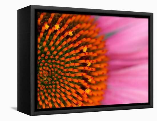 Close-up of a Cone Flower in the summertime, Sammamish, Washington-Darrell Gulin-Framed Stretched Canvas