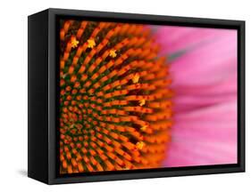 Close-up of a Cone Flower in the summertime, Sammamish, Washington-Darrell Gulin-Framed Stretched Canvas