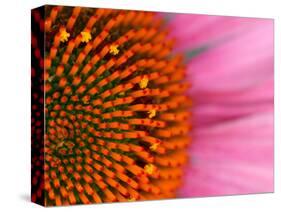 Close-up of a Cone Flower in the summertime, Sammamish, Washington-Darrell Gulin-Stretched Canvas