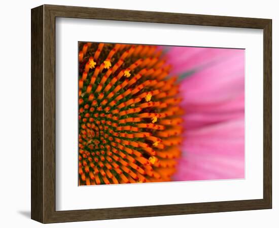 Close-up of a Cone Flower in the summertime, Sammamish, Washington-Darrell Gulin-Framed Photographic Print