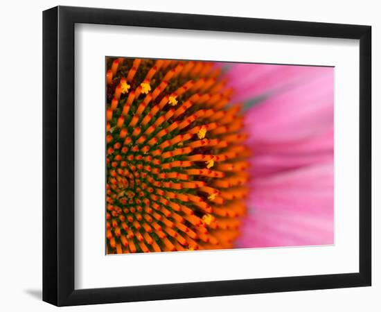 Close-up of a Cone Flower in the summertime, Sammamish, Washington-Darrell Gulin-Framed Photographic Print