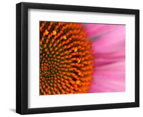 Close-up of a Cone Flower in the summertime, Sammamish, Washington-Darrell Gulin-Framed Photographic Print