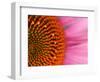 Close-up of a Cone Flower in the summertime, Sammamish, Washington-Darrell Gulin-Framed Photographic Print