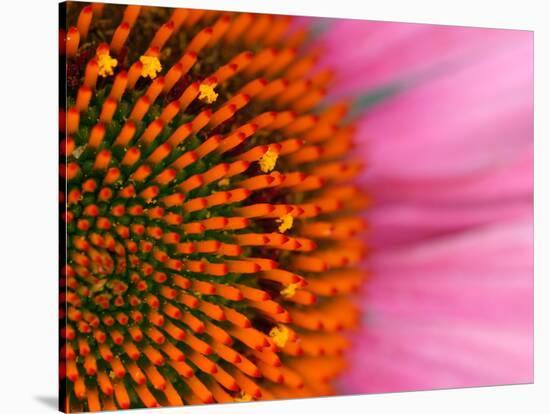 Close-up of a Cone Flower in the summertime, Sammamish, Washington-Darrell Gulin-Stretched Canvas