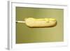 Close-Up of a Corn Dog on a Stick and Topped with Mustard, 1960-Eliot Elisofon-Framed Photographic Print