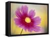 Close-up of a Cosmos Flower-null-Framed Stretched Canvas