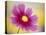 Close-up of a Cosmos Flower-null-Stretched Canvas
