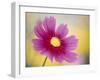 Close-up of a Cosmos Flower-null-Framed Photographic Print