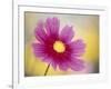 Close-up of a Cosmos Flower-null-Framed Photographic Print