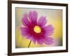 Close-up of a Cosmos Flower-null-Framed Photographic Print