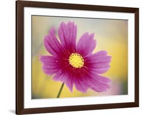 Close-up of a Cosmos Flower-null-Framed Photographic Print