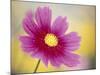 Close-up of a Cosmos Flower-null-Mounted Photographic Print