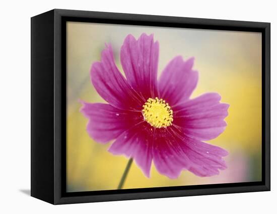 Close-up of a Cosmos Flower-null-Framed Stretched Canvas