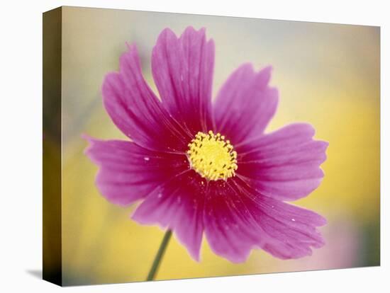 Close-up of a Cosmos Flower-null-Stretched Canvas