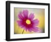 Close-up of a Cosmos Flower-null-Framed Photographic Print