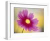 Close-up of a Cosmos Flower-null-Framed Photographic Print