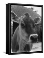 Close-Up of a Cow's Head, Probably of the Jersey Breed-Henry Grant-Framed Stretched Canvas