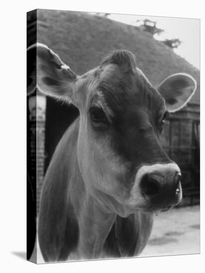 Close-Up of a Cow's Head, Probably of the Jersey Breed-Henry Grant-Stretched Canvas