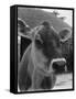 Close-Up of a Cow's Head, Probably of the Jersey Breed-Henry Grant-Framed Stretched Canvas