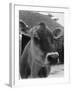 Close-Up of a Cow's Head, Probably of the Jersey Breed-Henry Grant-Framed Photographic Print