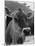 Close-Up of a Cow's Head, Probably of the Jersey Breed-Henry Grant-Mounted Photographic Print