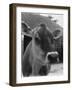 Close-Up of a Cow's Head, Probably of the Jersey Breed-Henry Grant-Framed Photographic Print
