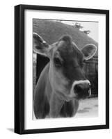 Close-Up of a Cow's Head, Probably of the Jersey Breed-Henry Grant-Framed Photographic Print