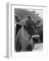 Close-Up of a Cow's Head, Probably of the Jersey Breed-Henry Grant-Framed Photographic Print