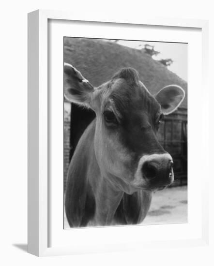 Close-Up of a Cow's Head, Probably of the Jersey Breed-Henry Grant-Framed Photographic Print