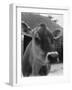 Close-Up of a Cow's Head, Probably of the Jersey Breed-Henry Grant-Framed Photographic Print