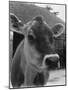 Close-Up of a Cow's Head, Probably of the Jersey Breed-Henry Grant-Mounted Photographic Print