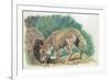 Close-Up of a Coyote Standing Near its Den (Canis Latrans)-null-Framed Giclee Print