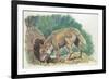 Close-Up of a Coyote Standing Near its Den (Canis Latrans)-null-Framed Giclee Print