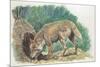 Close-Up of a Coyote Standing Near its Den (Canis Latrans)-null-Mounted Giclee Print