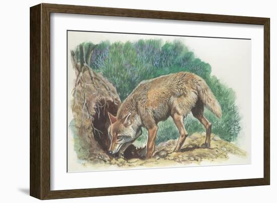 Close-Up of a Coyote Standing Near its Den (Canis Latrans)-null-Framed Giclee Print