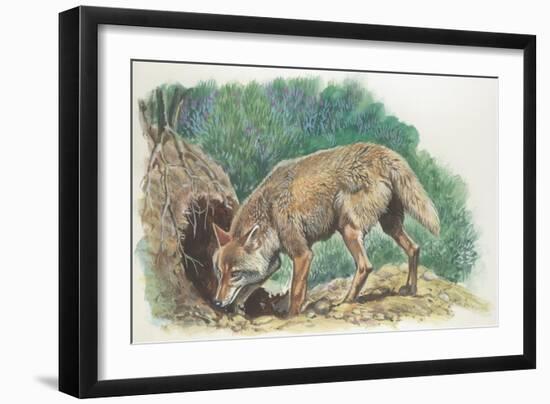 Close-Up of a Coyote Standing Near its Den (Canis Latrans)-null-Framed Giclee Print