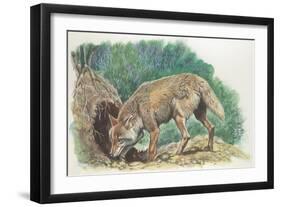 Close-Up of a Coyote Standing Near its Den (Canis Latrans)-null-Framed Giclee Print